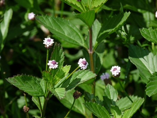 {Phyla lanceolata}